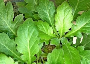 Daun Dewa: Tumbuhan Obat dengan Manfaat yang Luas