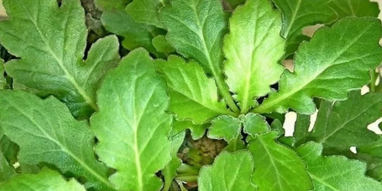 Daun Dewa: Tumbuhan Obat dengan Manfaat yang Luas