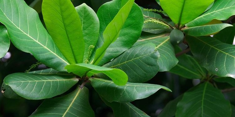 15 Manfaat Daun Ketapang