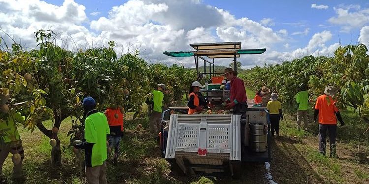 Daftar Gaji Tenaga Kerja Indonesia (TKI) di Australia