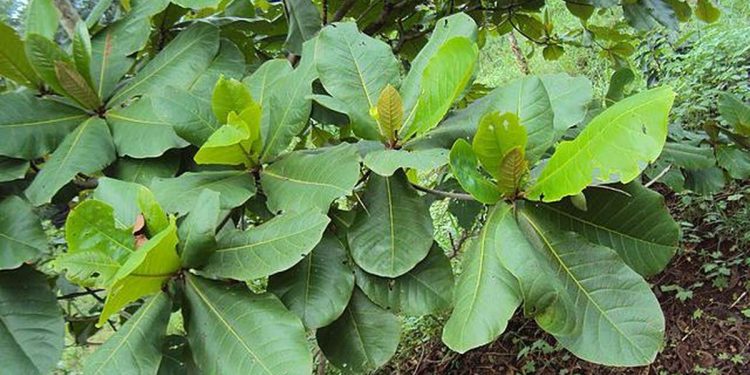 Mengolah Daun Ketapang Menjadi Skincare Alami