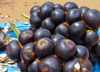 Lontar: Buah Tropis yang Kaya Manfaat