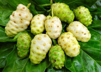 Manfaat Buah Mengkudu Bagi Kesehatan