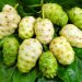 Manfaat Buah Mengkudu Bagi Kesehatan