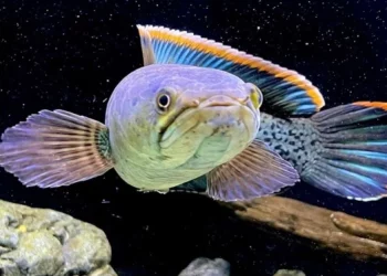 Mengenal Ikan Channa: Spesies, Perawatan, dan Keindahan di Dunia Akuarium