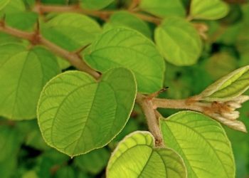 Manfaat Penting Daun Bidara Bagi Kesehatan Tubuh
