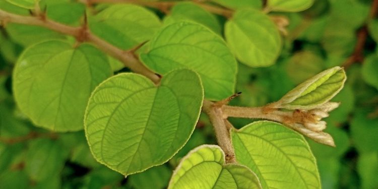 Manfaat Penting Daun Bidara Bagi Kesehatan Tubuh