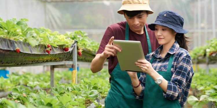 Cara Daftar Petani Milenial dan Gaji yang Didapat