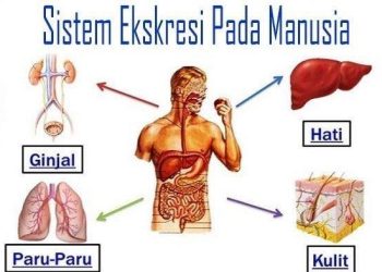 Cara Menjaga Kesehatan Sistem Ekskresi