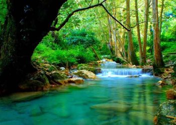 Ekosistem Sungai Pengertian, Komponen dan Fungsi
