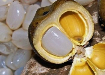 Buah Lontar Nikmatnya Buah dengan Banyak Manfaat