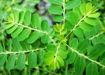 Manfaat Daun Saga sebagai Obat Herbal