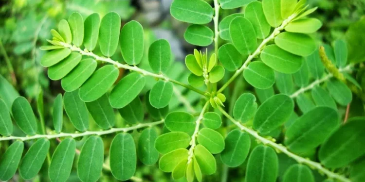 Manfaat Daun Saga sebagai Obat Herbal