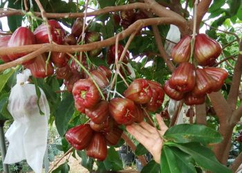 Manfaat Jambu Air untuk Kesehatan