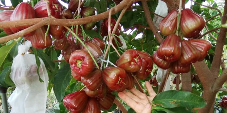 Manfaat Jambu Air untuk Kesehatan