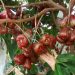 Manfaat Jambu Air untuk Kesehatan
