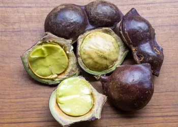 Manfaat Jengkol untuk Kesehatan