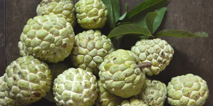 Buah Srikaya: Kenikmatan dan Manfaat Luar Biasa yang Tersembunyi