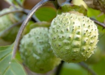 Dampak Buah Kecubung Bagi Kesehatan