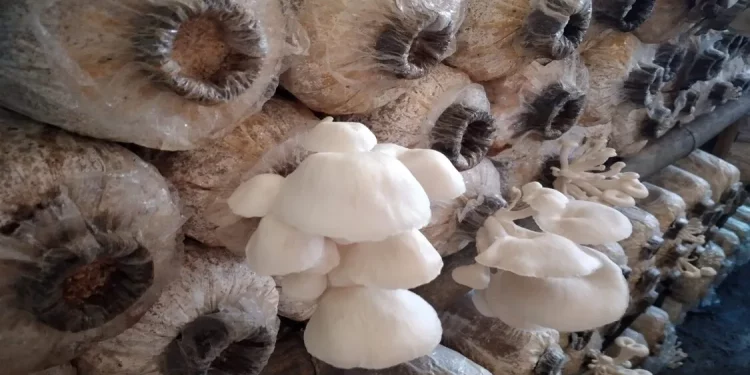 Tata Cara dan Syarat Budidaya Jamur Tiram