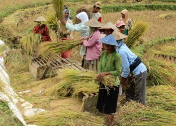 Panduan Mendapatkan Bantuan Sosial Ganti Rugi untuk Petani: Program Asuransi Usaha Tani Padi (AUTP)