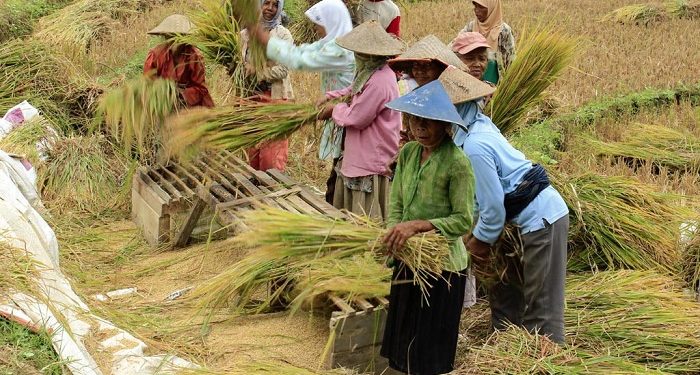 Panduan Mendapatkan Bantuan Sosial Ganti Rugi untuk Petani: Program Asuransi Usaha Tani Padi (AUTP)