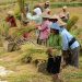 Panduan Mendapatkan Bantuan Sosial Ganti Rugi untuk Petani: Program Asuransi Usaha Tani Padi (AUTP)