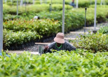 Apa Itu Strategi Kebun Benih Mentawir Menuju Green Metropolitan