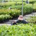 Apa Itu Strategi Kebun Benih Mentawir Menuju Green Metropolitan