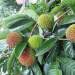 Manfaat Daun Rambutan yang Tak Terduga Untuk Kesehatan