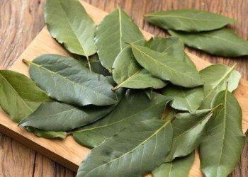 Manfaat Daun Salam Di Dalam Masakan