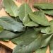 Manfaat Daun Salam Di Dalam Masakan