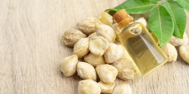 Manfaat Minyak Kemiri Pada Rambut Rontok