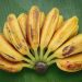 10 Manfaat Pisang Kepok Kukus bagi Kesehatan