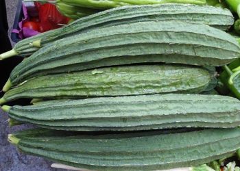 8 Manfaat Sayur Gambas, Bisa Bantu Menurunkan Berat Badan