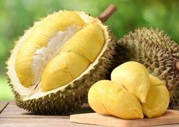 Bahaya Mengonsumsi Durian Berlebihan