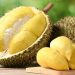 Bahaya Mengonsumsi Durian Berlebihan