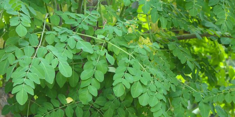 ⁠Cara Mengolah Daun Kelor Untuk Kesehatan Tubuh