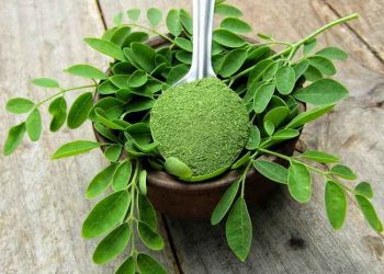 Daun Kelor: Sumber Kesehatan Alami yang Luar Biasa