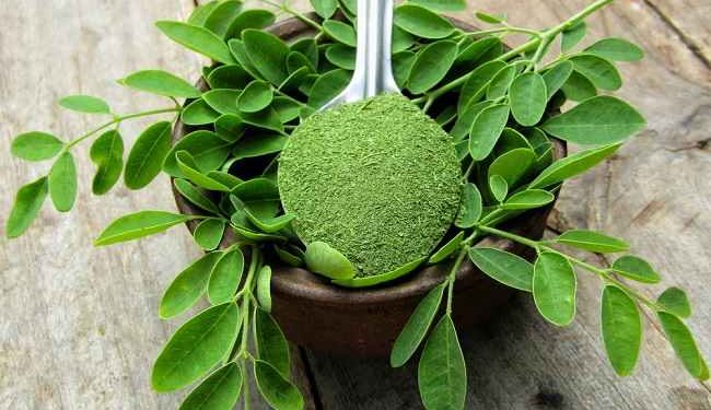 Daun Kelor: Sumber Kesehatan Alami yang Luar Biasa