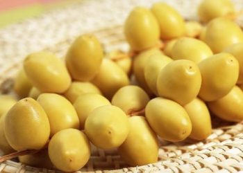 Kurma Muda: Kandungan Nutrisi dan Khasiat yang Luar Biasa Bagi Kesehatan Tubuh