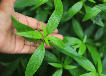 Manfaat Luar Biasa Daun Sambiloto untuk Kesehatan Tubuh