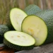 Zucchini: Kandungan Nutrisi dan Khasiatnya Bagi Kesehatan Tubuh
