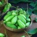 5 Manfaat Mengkonsumsi Belimbing Wuluh