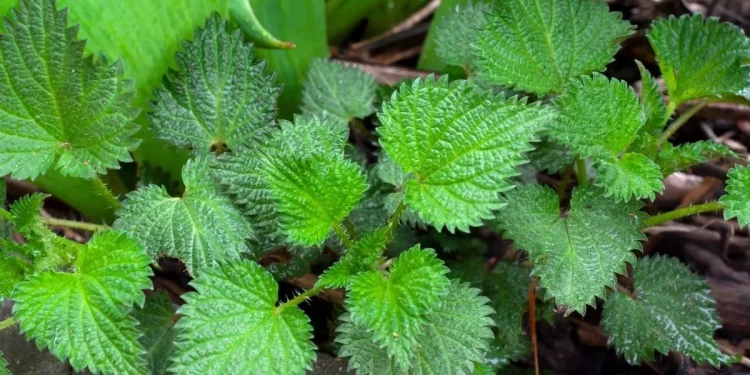 6 Manfaat Daun Jelatang Untuk Kesehatan