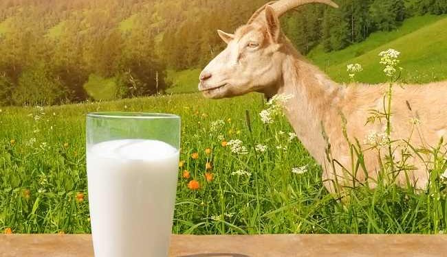 8 Manfaat Susu Kambing Untuk Kesehatan