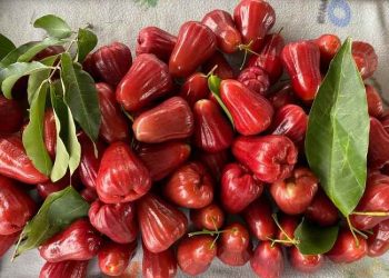 Manfaat Mengkonsumsi Jambu Air Secara Rutin