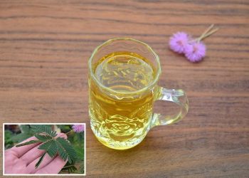 Manfaat Mengonsumsi Air Rebusan Daun Putri Malu untuk Kesehatan Tubuh