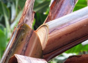 4 Manfaat Mengkonsumsi Air Rebusan Batang Pisang