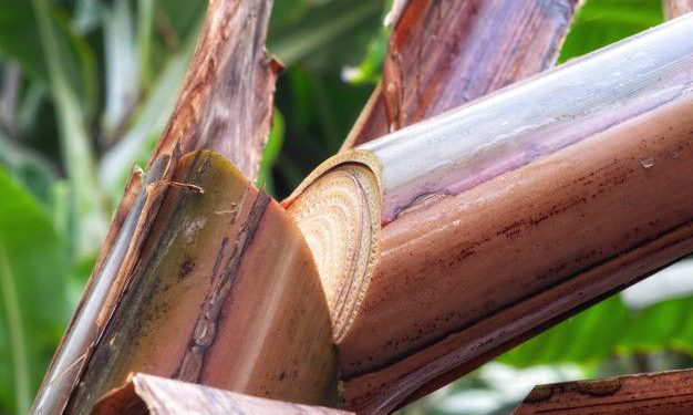 4 Manfaat Mengkonsumsi Air Rebusan Batang Pisang